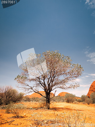 Image of australia desert tree