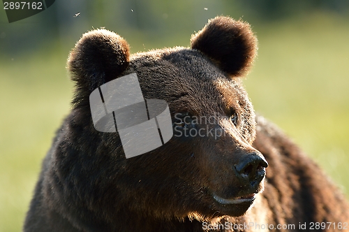 Image of Brown bear portrait at summer