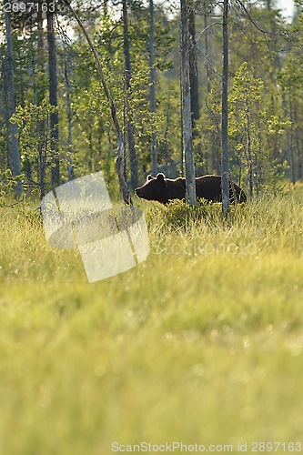 Image of Brown bear walking in the forest near the swamp