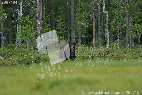 Image of Brown bear with forest background