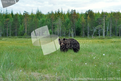 Image of Brown bear with forest background