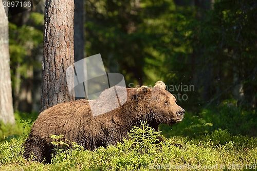 Image of Brown bear resting in the forest