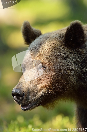 Image of Brown bear portrait with forest background