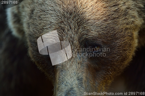 Image of Brown bear eyes