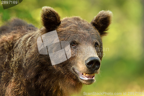 Image of Brown bear portrait in the forest