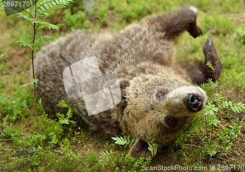 Image of Brown bear closeup in the forest