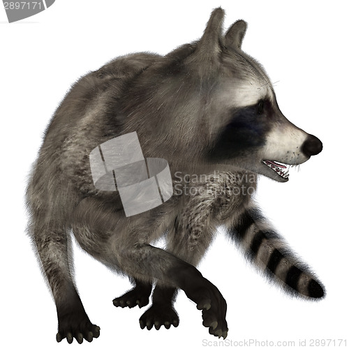 Image of Raccoon