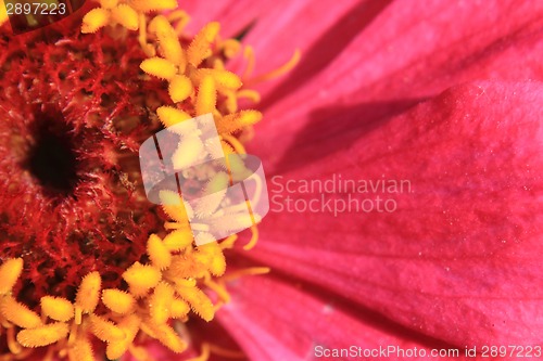 Image of detail of flower 
