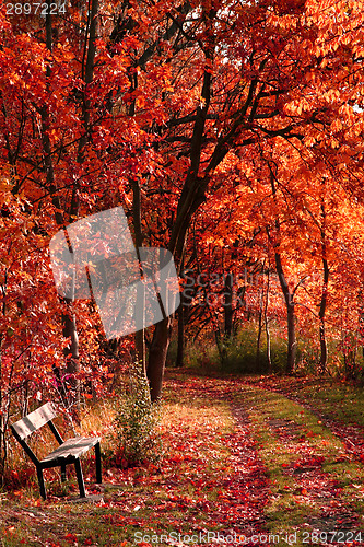 Image of bench in the autumn park 