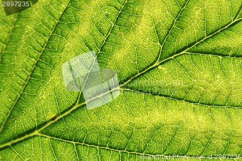 Image of detail of green leaf (background)