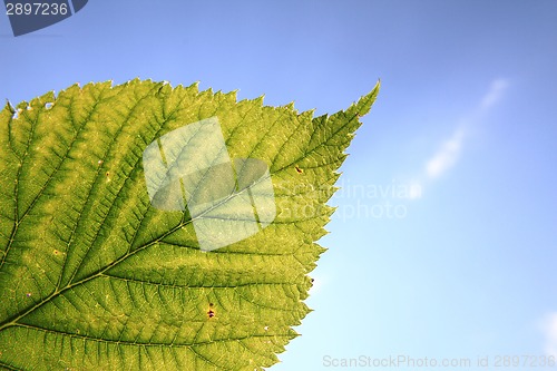 Image of green leaf and blue sky 