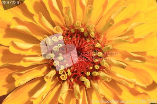 Image of detail of yellow flower