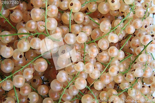 Image of white currant as natural food background