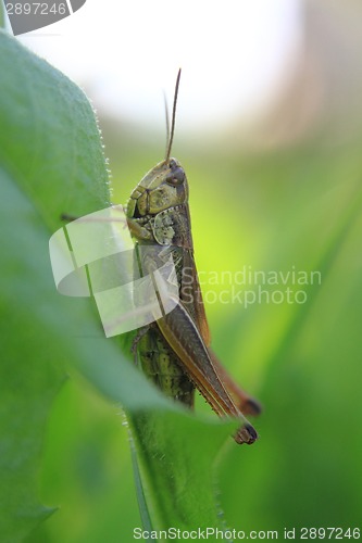 Image of grasshopper in the green grass