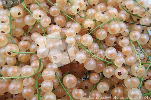 Image of white currant as natural food background