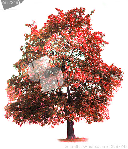 Image of red tree