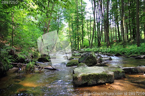 Image of small river in the green forest 