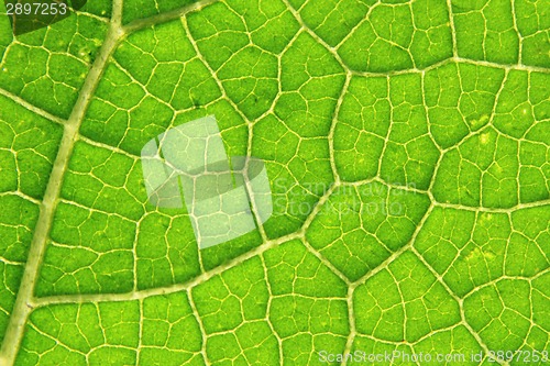 Image of detail of green leaf (background)