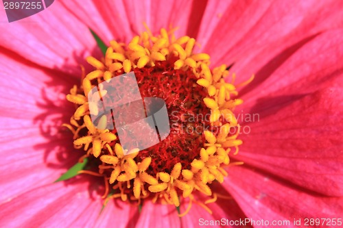 Image of detail of flower 