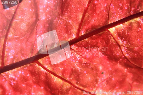 Image of detail of red leaf (background)