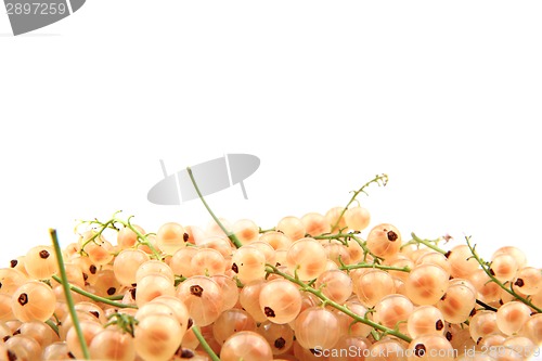 Image of white currant isolated 