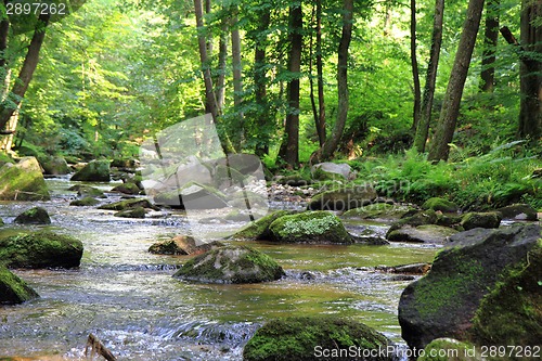 Image of small river in the green forest 