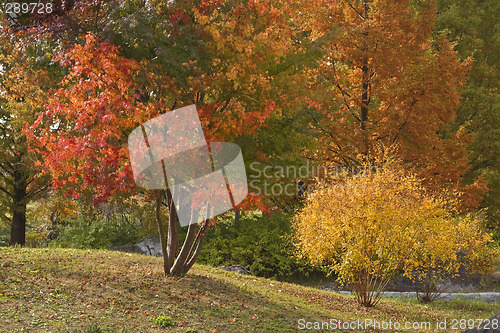 Image of Autumn park