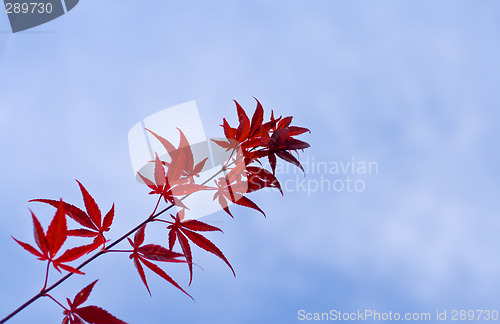 Image of Maple leaves twig