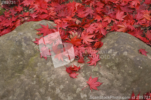 Image of Maple leaves on the rock