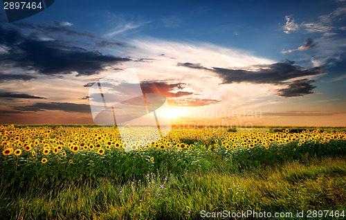 Image of Field of sunflowers