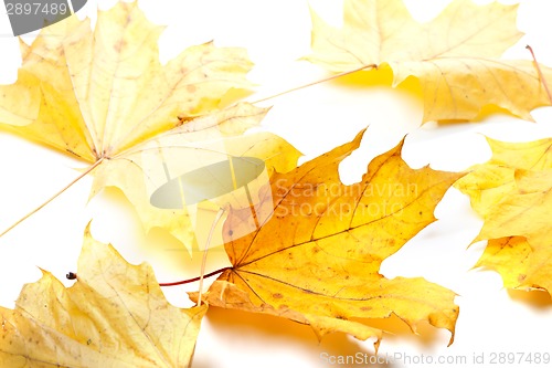 Image of Autumn yellow maple-leafs