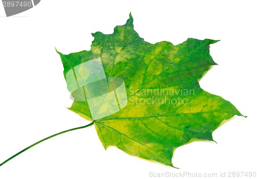 Image of Yellowed maple leaf. Selective focus.