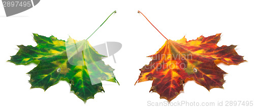 Image of Green and red yellowed maple-leaf 