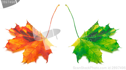 Image of Orange and green yellowed maple-leaf