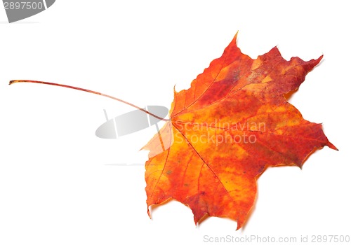 Image of Red autumn maple leaf