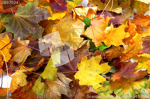 Image of Autumn dry maple leafs