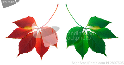 Image of Red and green leafs