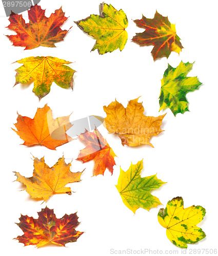 Image of Letter R composed of autumn maple leafs