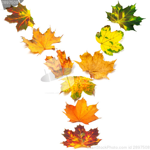 Image of Letter Y composed of autumn maple leafs
