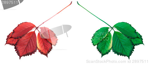 Image of Red and green leafs