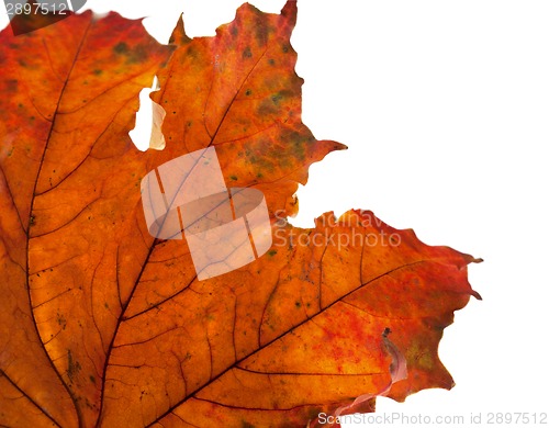 Image of Dry maple leaf in corner