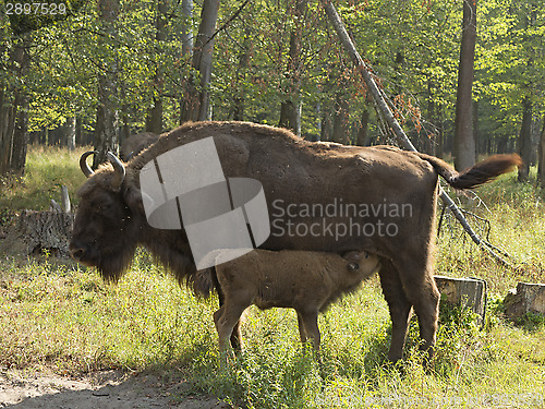 Image of bison cow with calf
