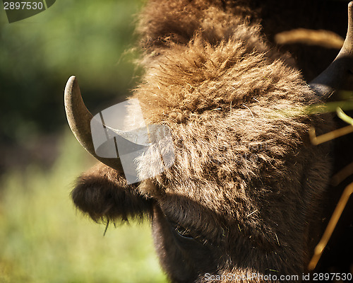 Image of European bison