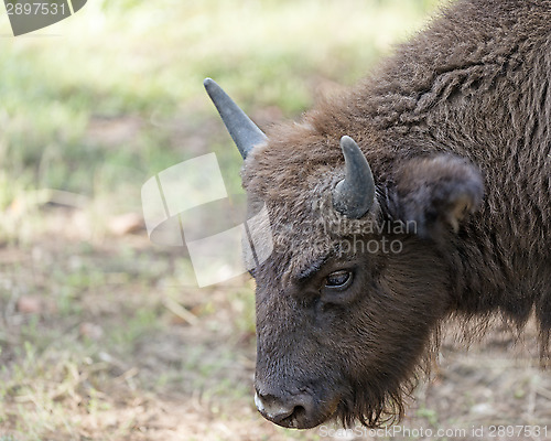 Image of bison calf