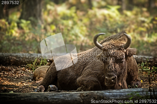 Image of bison cow with calf