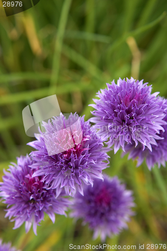 Image of Chives in bloom