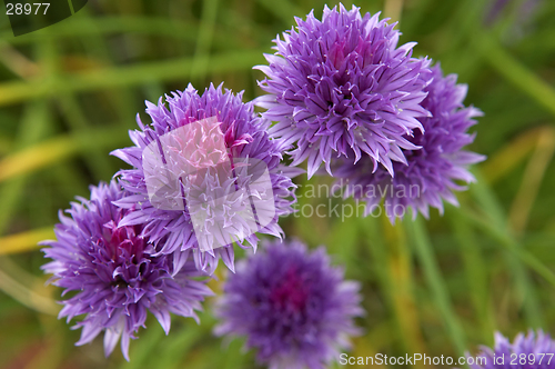 Image of Chives in bloom