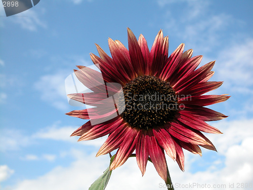 Image of sunflower