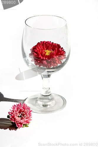 Image of aster pink