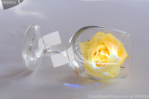 Image of yellow rose